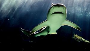 Bull Shark Bandits's poster
