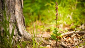 Hidden Beauty - The Orchids of the Saale Valley's poster