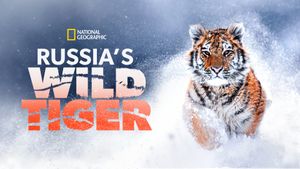 Russia's Wild Tiger's poster