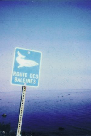 La route des baleines's poster