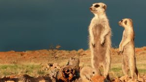 Clan of the Meerkat's poster