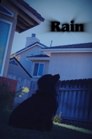 Rain's poster