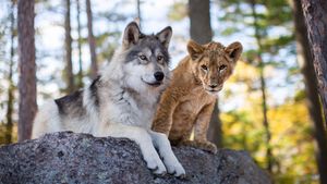 The Wolf and the Lion's poster