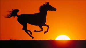 The Young Black Stallion's poster