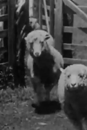 Sheep Coming Through Chute, Humuula Ranch, Hawaii's poster