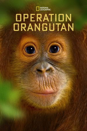 Operation Orangutan's poster