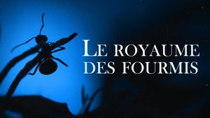 Le Royaume des fourmis's poster