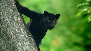 The Real Black Panther's poster
