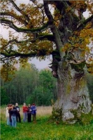 In the Shade of the Oak Tree's poster