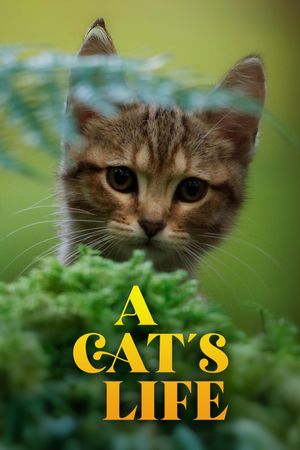 A Cat's Life's poster