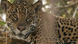 Au nom des jaguars's poster