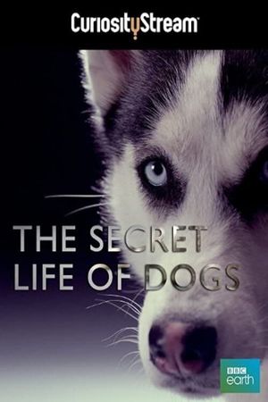 The Secret Life of Dogs's poster