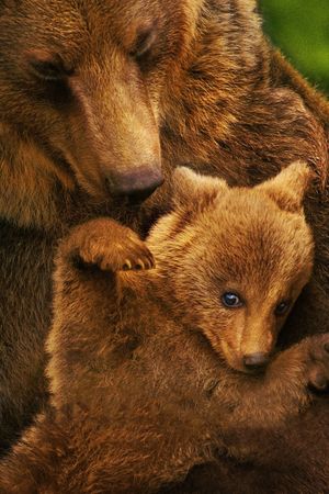 Bears's poster