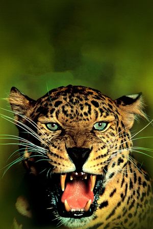 Jungle Cat's poster
