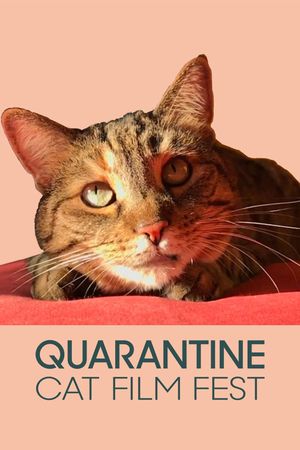 Quarantine Cat Film Fest's poster