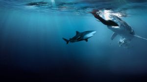 Bull Shark Bandits's poster