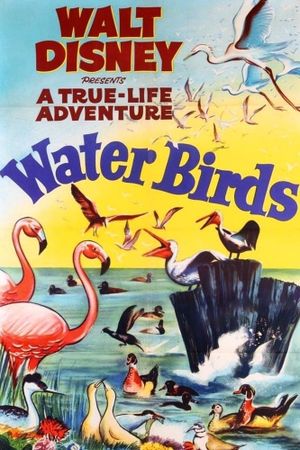 Water Birds's poster