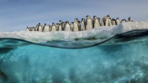 Antarctica, in the footsteps of the Emperor's poster