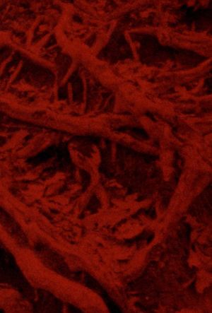 Language of the Entrails's poster