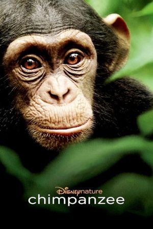 Chimpanzee's poster