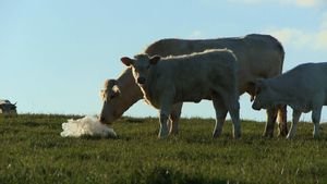 Bovines's poster