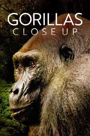 Gorillas Close Up's poster