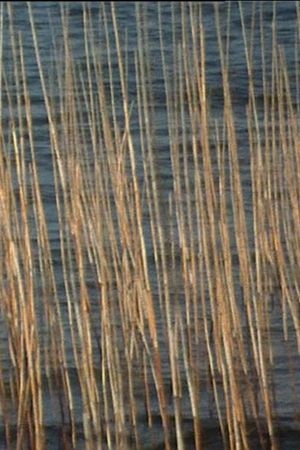 Bulrushes's poster
