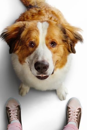 A Dog's Journey's poster
