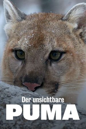 Cougar: On the Trail of the Ghost Cat's poster