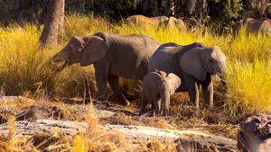 Namibia, Sanctuary of Giants's poster