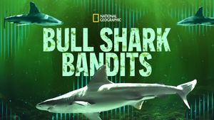 Bull Shark Bandits's poster