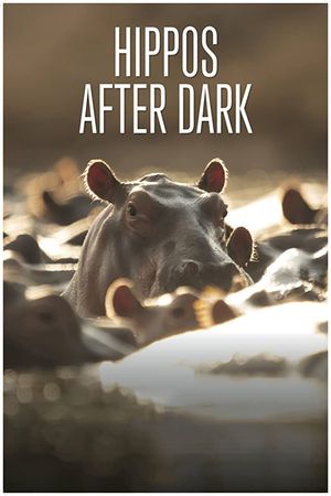 Hippos After Dark's poster