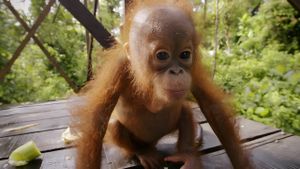 Red Ape: Saving the Orangutan's poster
