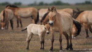 Wild Horses: A Tale from the Puszta's poster