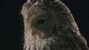 Owl's poster