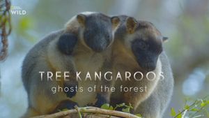 Tree Kangaroos: Ghosts of the Forest's poster