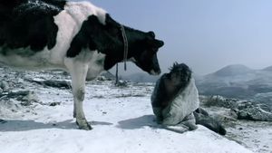 Cow's poster