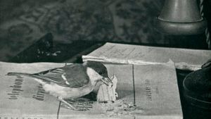 Language of Birds's poster