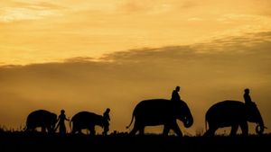 The Elephant Keeper's poster