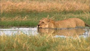 Swamp Lions's poster