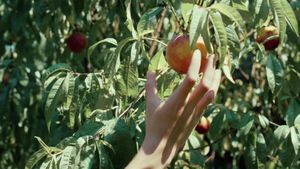 Call Me by Your Name's poster