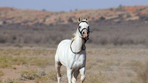 Tornado and the Kalahari Horse Whisperer's poster