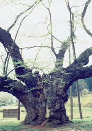 The Cherry Tree with Gray Blossoms's poster