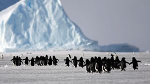 A Woman in Antarctica's poster