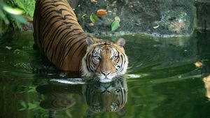 Malaysia's Last Tigers's poster