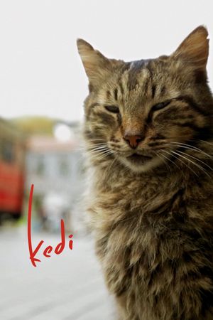 Kedi's poster