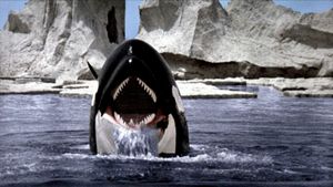 Orca's poster
