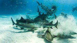 Cannibal Sharks's poster