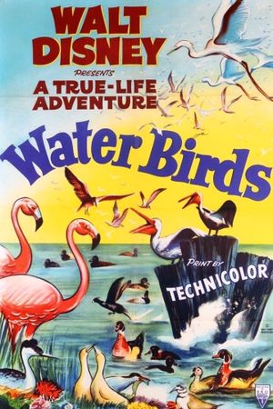 Water Birds's poster image
