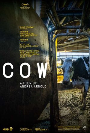 Cow's poster